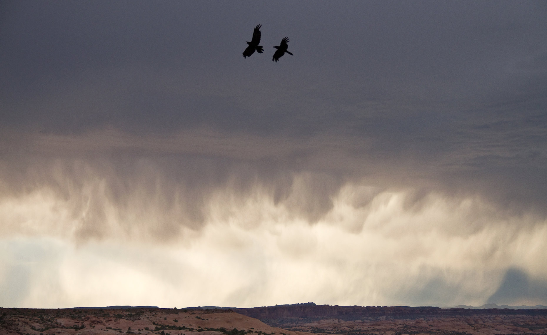 UtahRavenRain.jpg