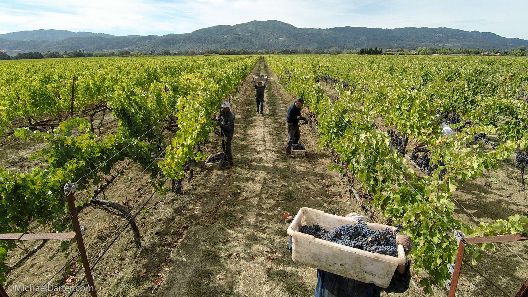 Vineyard_NapaValley_102