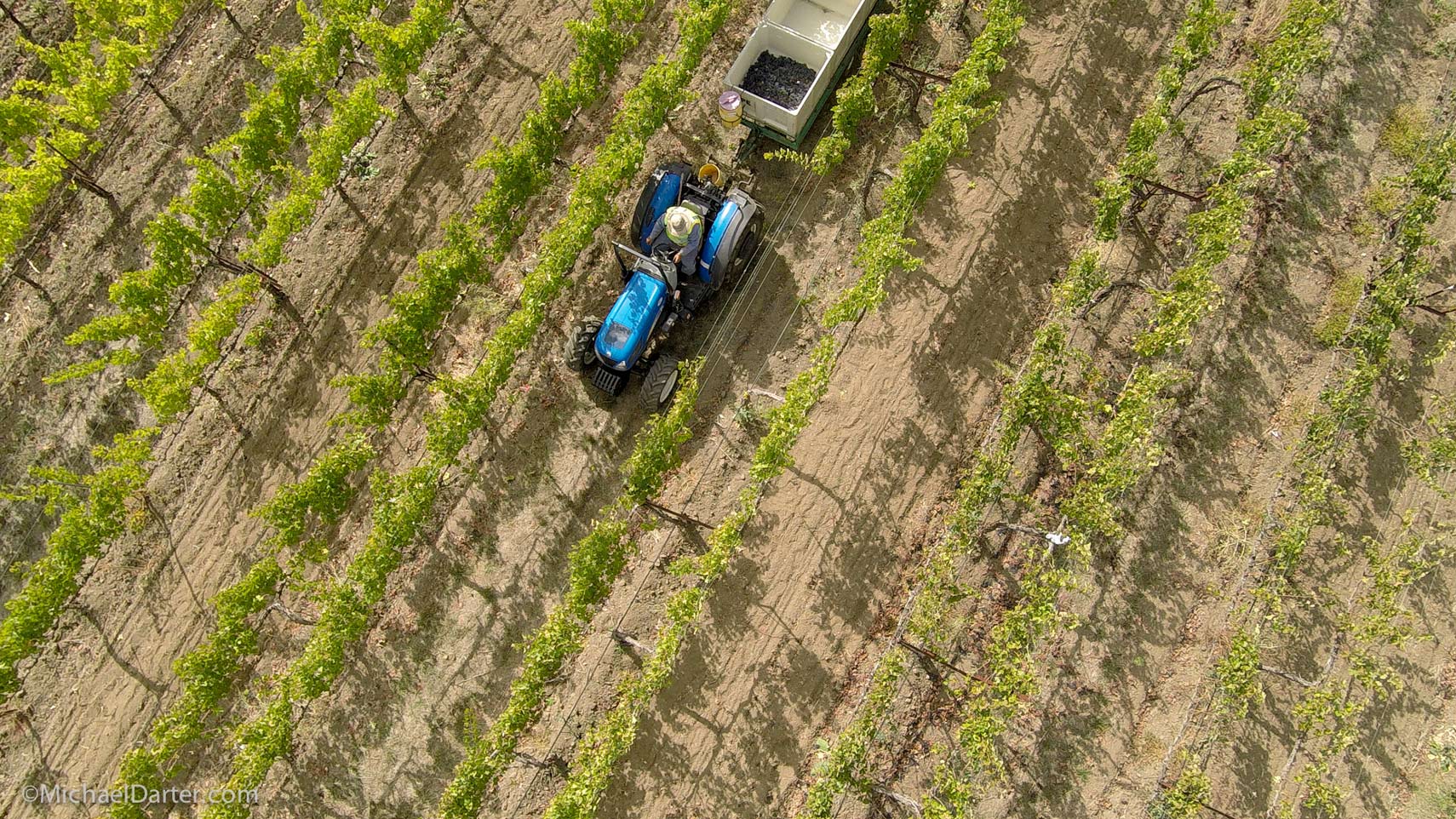 Vineyard_NapaValley_573